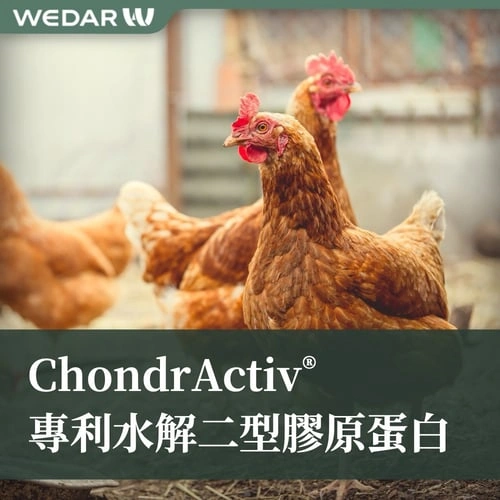 ChondrActiv® 专利水解二型胶原蛋白