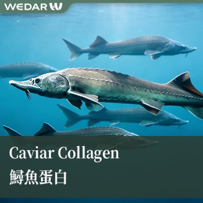 Caviar Collagen鲟鱼蛋白